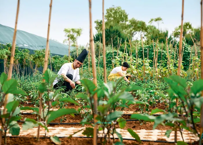 Tui Magic Life Jacaranda Hotell Side